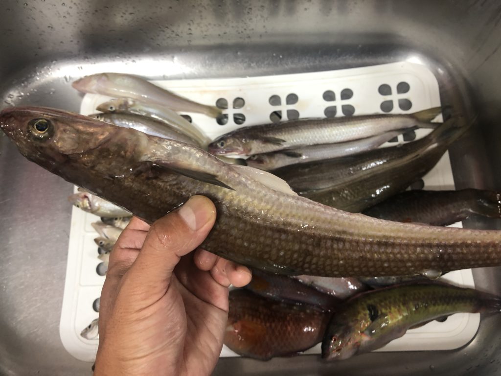 京都の日本海へボートで釣り 大漁だった りゅうちゃん Com 京都の日本海へボートで釣り 大漁だった りゅうちゃん Com